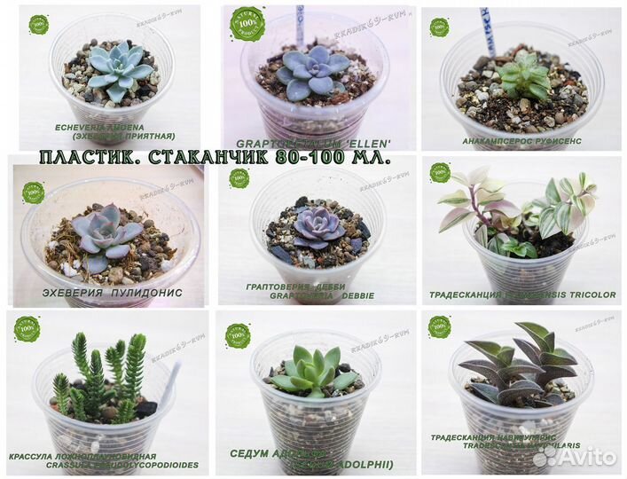 Суккуленты /детки