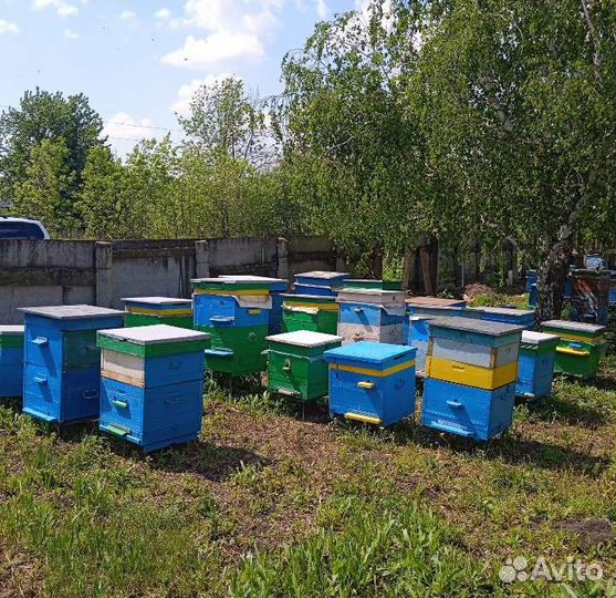 Мёд цветочный 4,5 кг (3 л) 2023