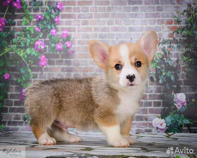 Вельш-корги пемброк детки