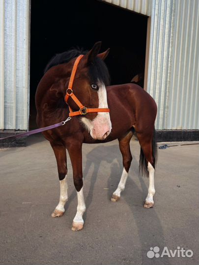 Конные прогулки Омск