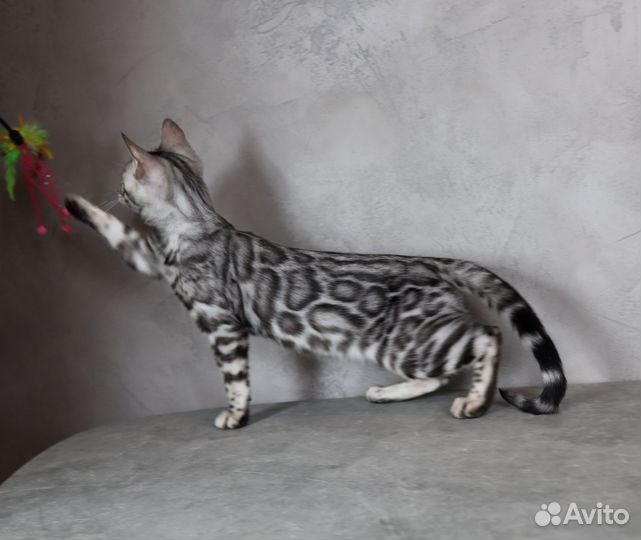 Бенгальская серебрянная кошечка