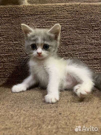 Отдам бесплатно в дар шатландец-британец