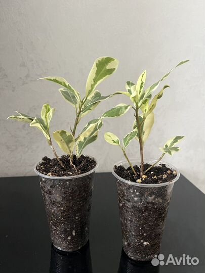 Фикус Альбомаргината, фикус Керли