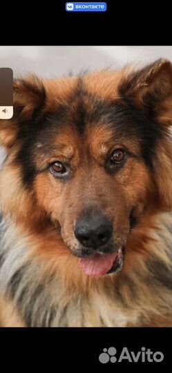 Немецкая овчарка