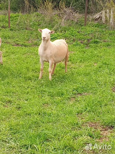 Катумский баран