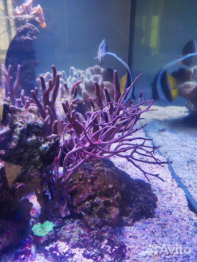 Морские кораллы