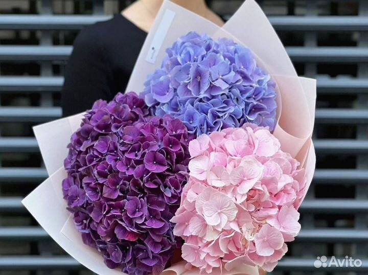 Гортензии с доставкой