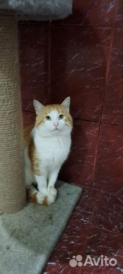 Котик в добрые руки