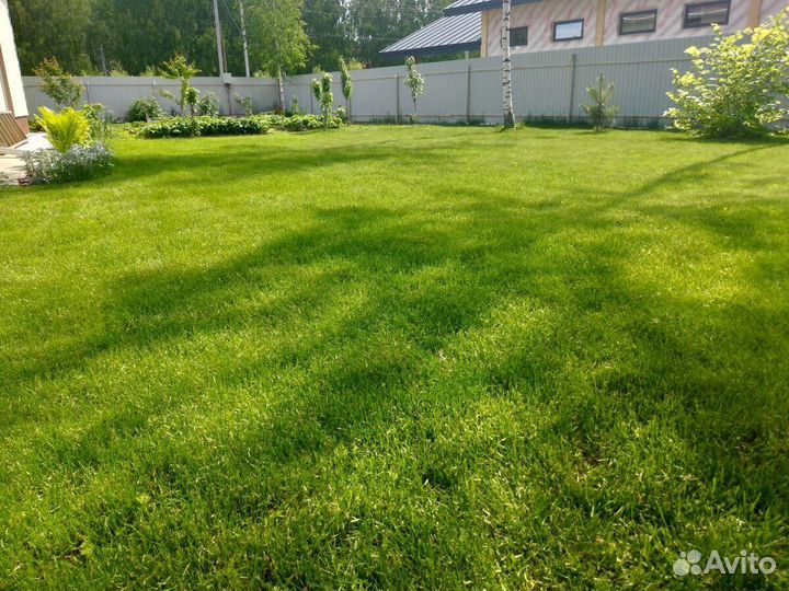 Посевной газон