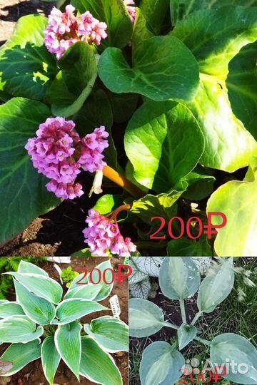 Многолетние садовые растения