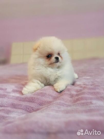 Кремовая девочка, РКФ