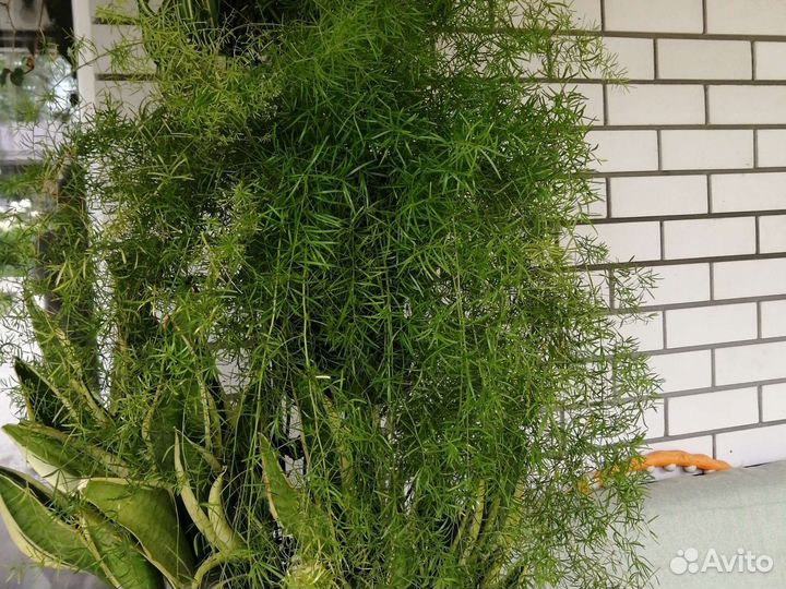 Комнатные цветы юкка, аспарагус