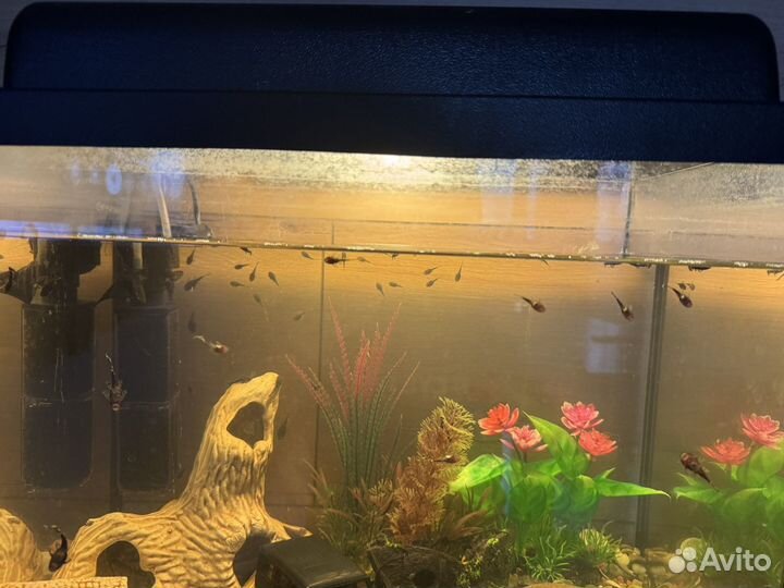 Сом для аквариума