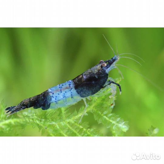 Аквариумные креветки вишни и синие