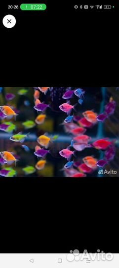 Тернеция и Данио гло