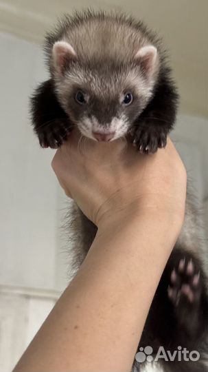 Хорек девочка