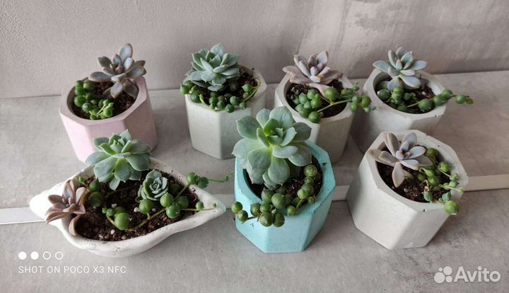 Суккуленты в бетонных горшочках