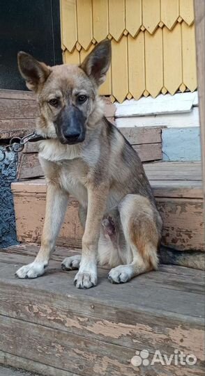 Собака/Пес молодой в добрые руки