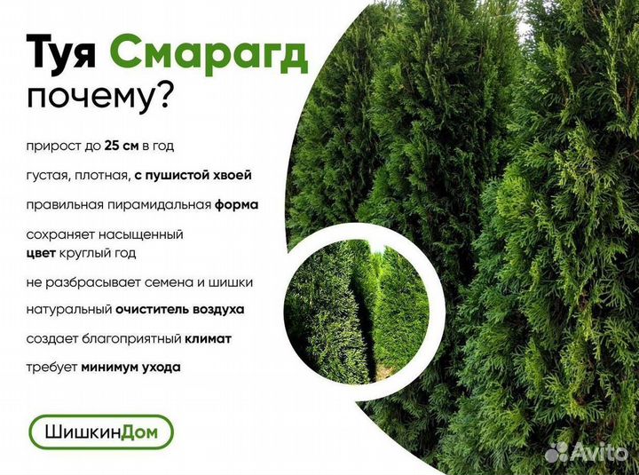 Туя Смарагд оптом от 20шт