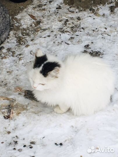 Кошки и котята