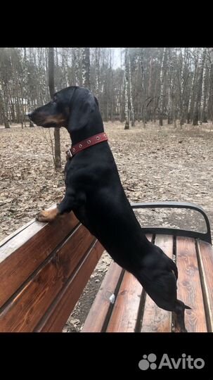 Миниатюрная такса щенки