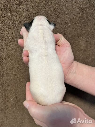 Стандартный бультерьер