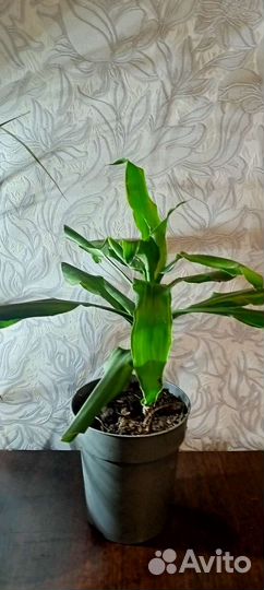 Драцены, бегония, кордилина