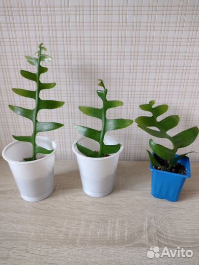 Эпифиллум марниера