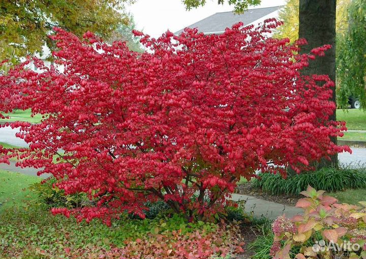 Бересклет европейский