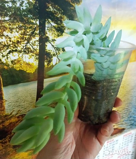 Сукулленты,растения