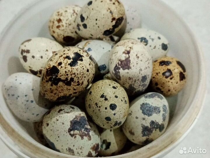 Яйца перепелиные инкубационное