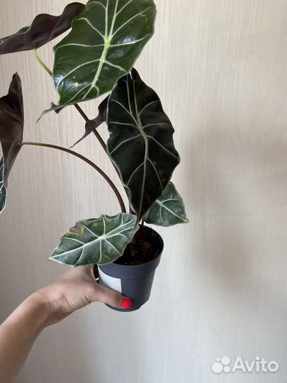 Алоказия ватсониана