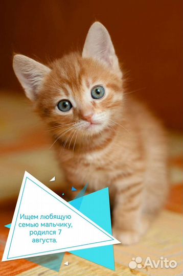 Кошки в добрые руки