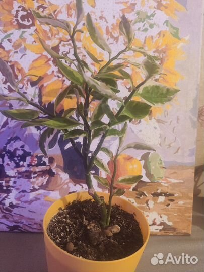 Педилантус