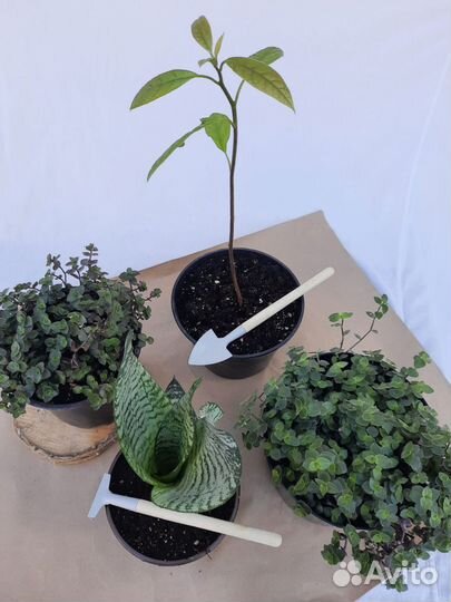 Комнатные растения цветы