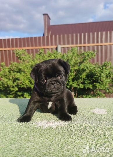 Черный мопс