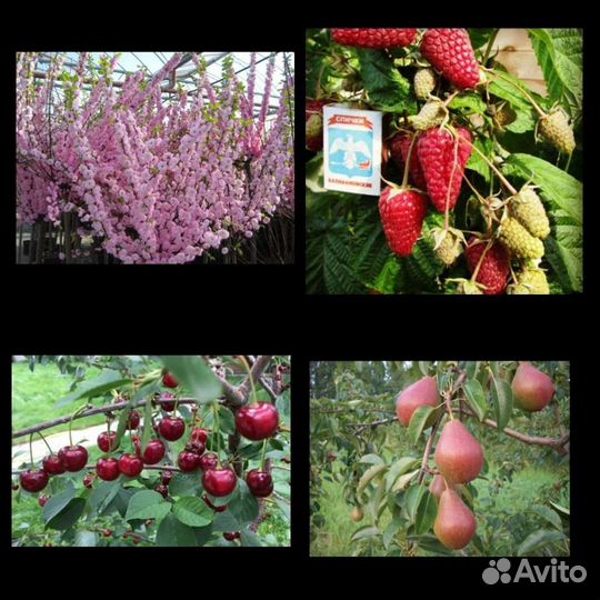 Саженцы Забайкалья