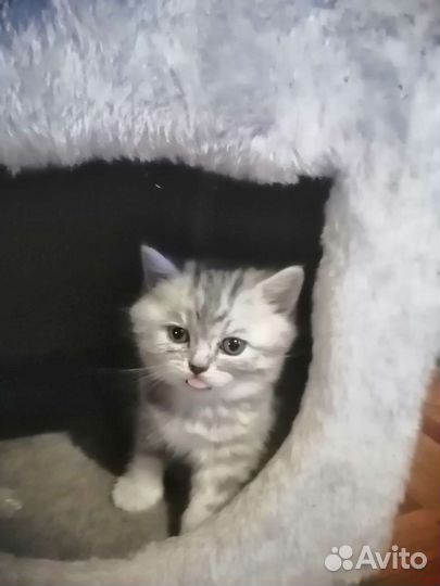 Шотландская