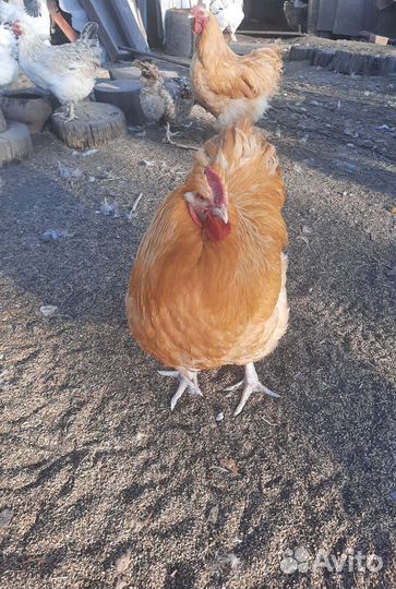 Петух орпингтон