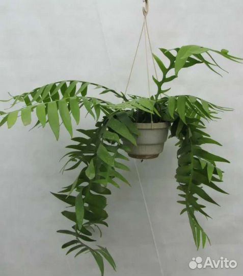 Эпифиллум Марниера