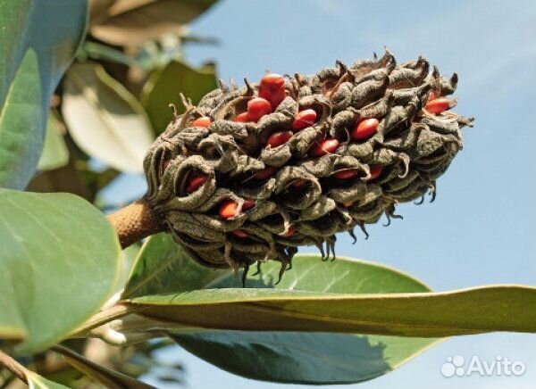 Вечна зелёная магнолия