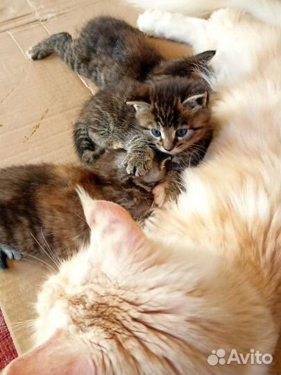 Котята мейн-кун метисы