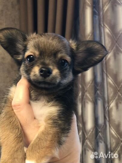 Щенки чихуахуа