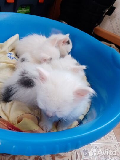 Отдам в добрые руки котят