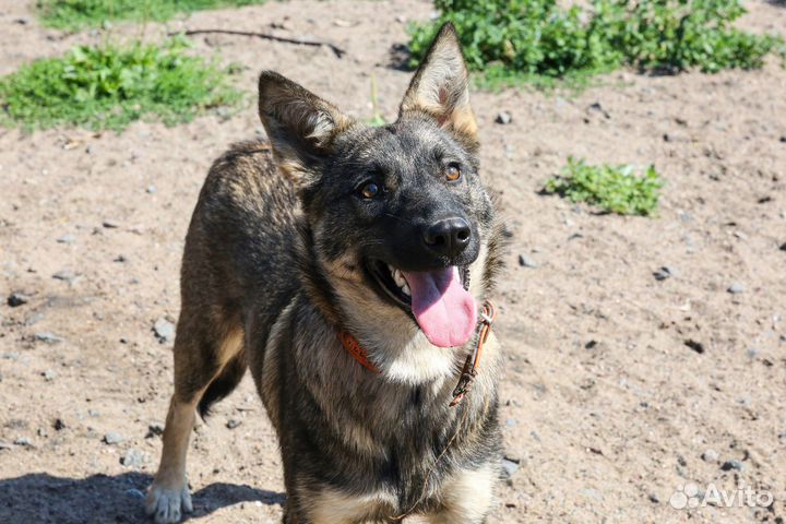 Малышка Адель ищет дом