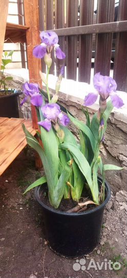 Ирисы