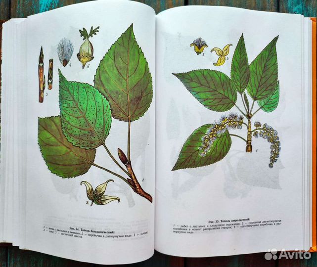 Ботаническая книга деревья