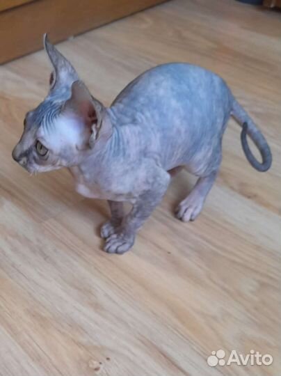 Канадский сфинкс котенок