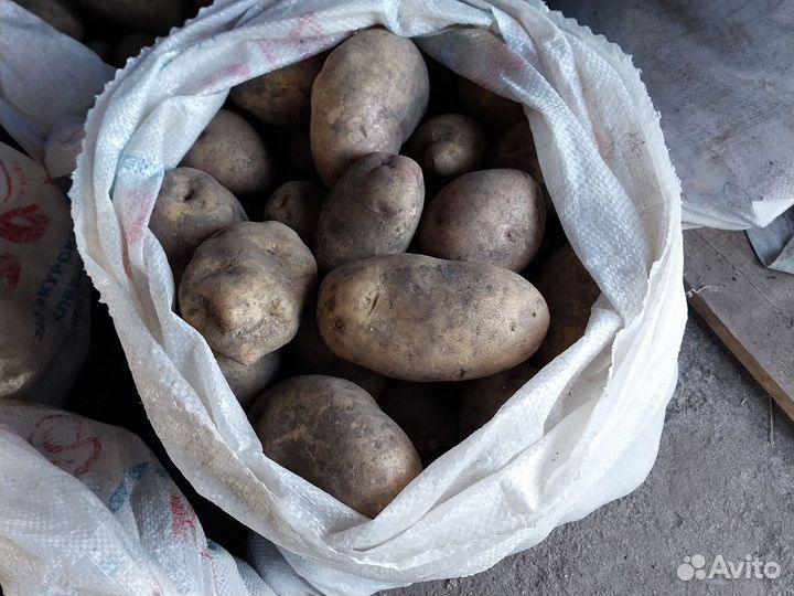 Продам картофель