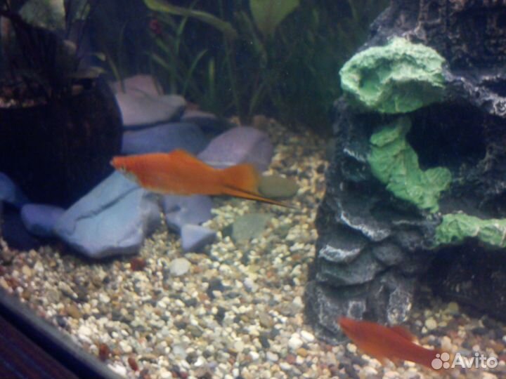 Аквариумные рыбки